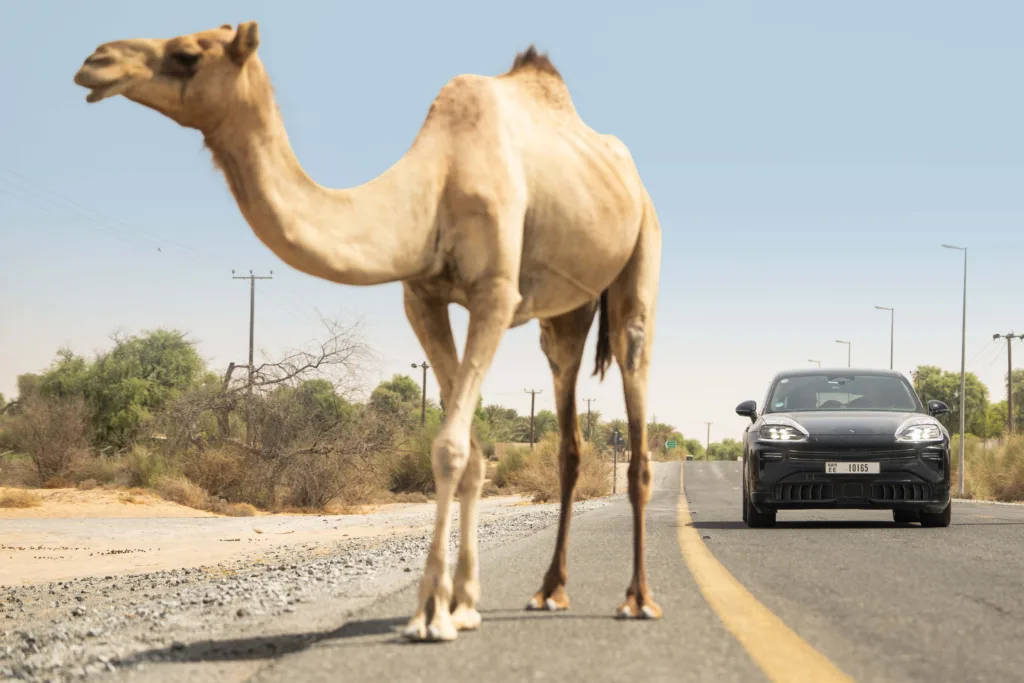 Porsche Cayenne Electric Dubai